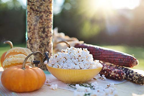 1000 Springs Mill Organic Dry Popcorn Kernels - Non-GMO, Healthy Snack for Microwave or Stovetop - Bulk Organic Popcorn Kernels with Resealable Bag - Enjoy Fresh & Crisp Popcorn - 16oz (Pack of 1)