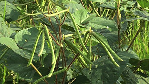 Whole dried Organic Mung Beans aka 'Green Gram' 'Maash' 'Moong' Prewashed Clean Ready to Cook non GMO