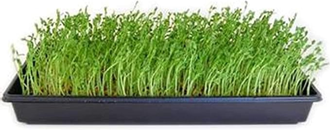 Handy Pantry Dun Pea Sprouting Seeds - 35 Lbs - Dried Dun Peas - Edible Seeds, Gardening, Hydroponics, Growing Salad Sprouts & Microgreens, Planting, Food Storage, Soup & More
