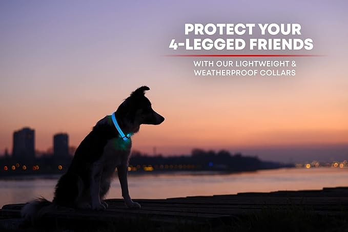 ILLUMISEEN LED Dog Collar USB Rechargeable - Bright & High Visibility Lighted Glow Collar for Pet Night Walking - Weatherproof, in 6 Colors & 6 Sizes (Blue Small)