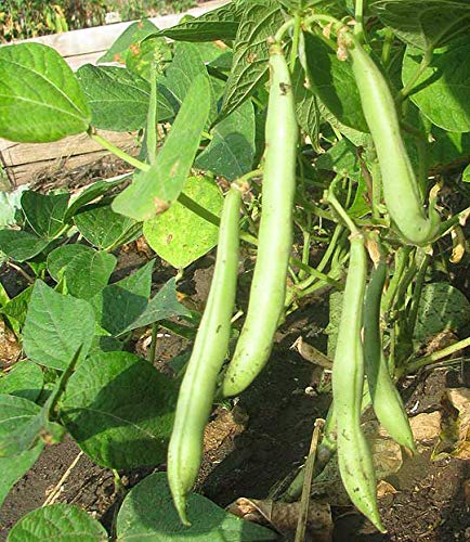 Primal Harvest Organic Navy Beans Raw non GMO Vegan Bulk - 18LB