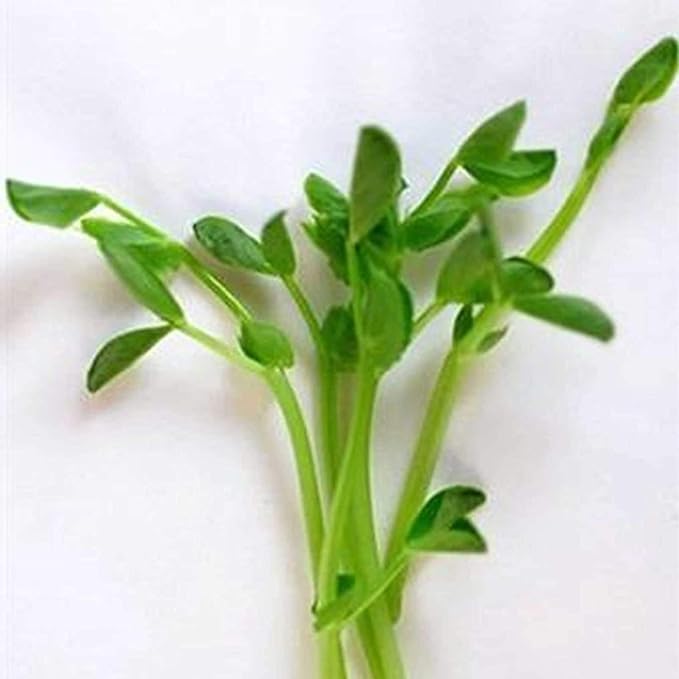 Handy Pantry Dun Pea Sprouting Seeds - 35 Lbs - Dried Dun Peas - Edible Seeds, Gardening, Hydroponics, Growing Salad Sprouts & Microgreens, Planting, Food Storage, Soup & More