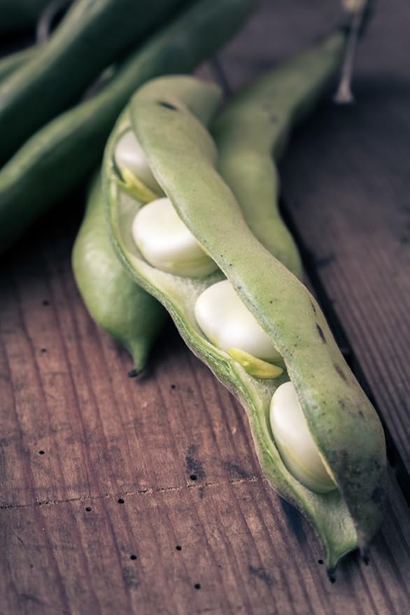 Food to Live Organic Cannellini Beans, 10 Pounds – Non-GMO, Dried White Kidney Beans, Sproutable, Vegan, Kosher, Bulk. Pre-Soak Needed. Rich in Fiber, Protein. Great for Minestrone Soup, Bean Salad.