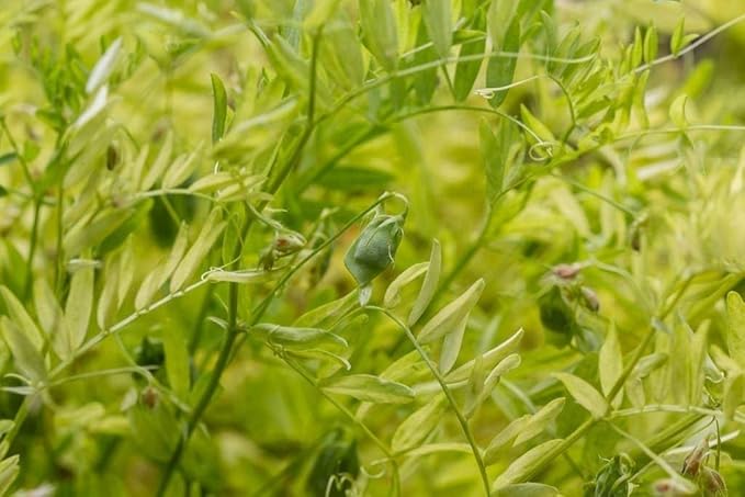 Food to Live Organic French Green Lentils, 2 Pounds ??Non-GMO, Whole Dry Beans, Raw, Sproutable, Vegan, Kosher, Bulk. Rich in Folate, Fiber, and Plant-Based Protein. Great for Soups, Chili and Curries