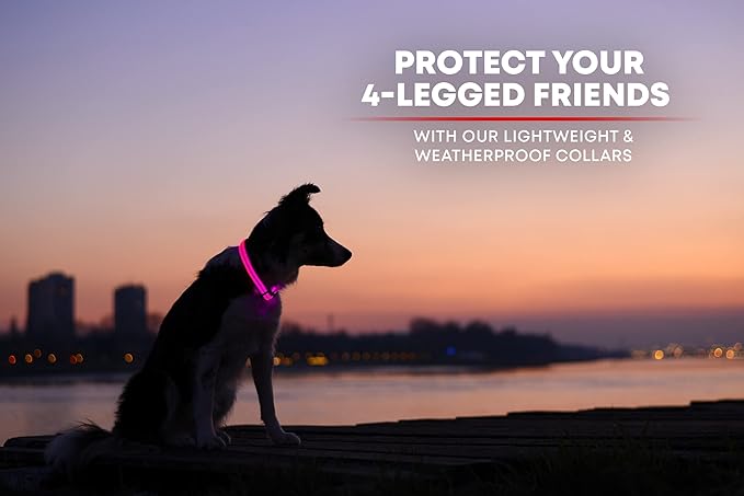 ILLUMISEEN LED Dog Collar USB Rechargeable - Bright & High Visibility Lighted Glow Collar for Pet Night Walking - Weatherproof, in 6 Colors & 6 Sizes (Pink Medium)