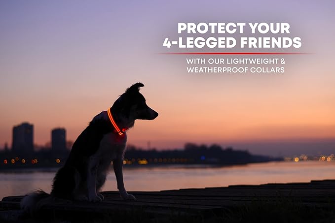 ILLUMISEEN LED Dog Collar USB Rechargeable - Bright & High Visibility Lighted Glow Collar for Pet Night Walking - Weatherproof, in 6 Colors & 6 Sizes (Red Medium)