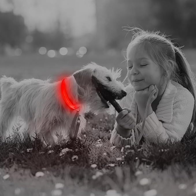 BSEEN Light Up Dog Collar, Reflective LED Dog Collar Rechargeable Glowing Puppy Collars for Small Dogs & Cats, Safety Dog Lights for Night Walking (Red)