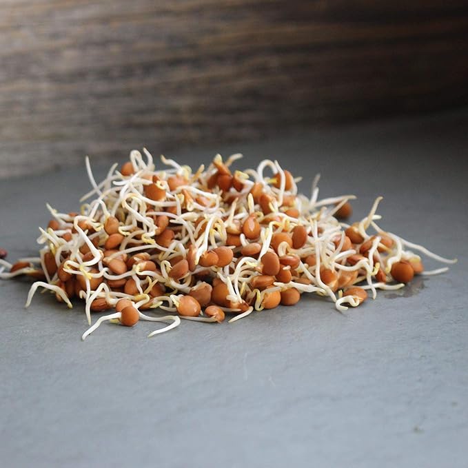 Organic Red Lentil Sprouting Seeds -5 Lbs - Handy Pantry Brand - Red Lentils- Perfect for Garden Seeds, Gardening, Salad, Soup, Sprouts & Food Storage