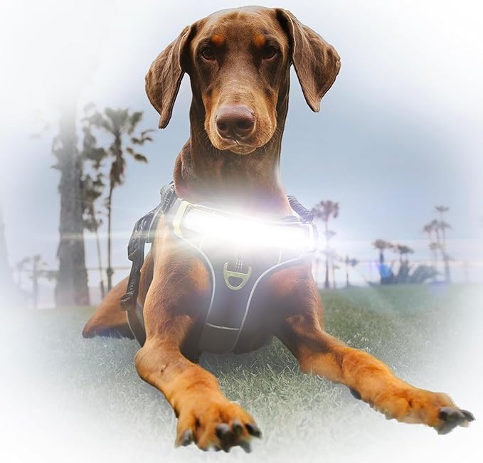 Lumi One LED Dog Harness for Night Visibility and Safety, Patent Pending–High-Visibility Light-Up Dog Vest with 1000 Lumen LED, Rechargeable Battery, Adjustable Fit, Reflective Trim (Teal Blue, Small)