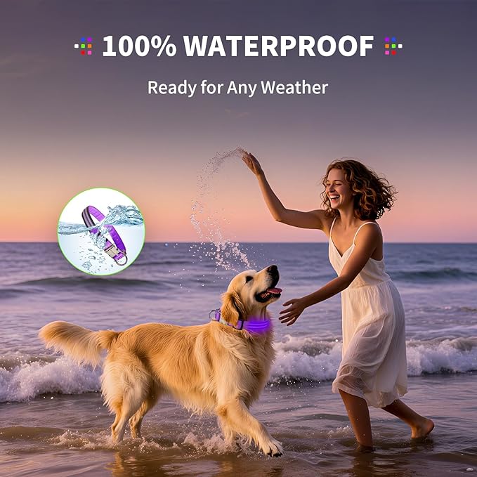 LED Dog Collar with Metal Buckle - USB Rechargeable Glow Collar for Dogs, Waterproof Light Up Dog Collar w/Reflective Strips - Adjustable Night Safety Collars by PetIsay(Purple,Medium)