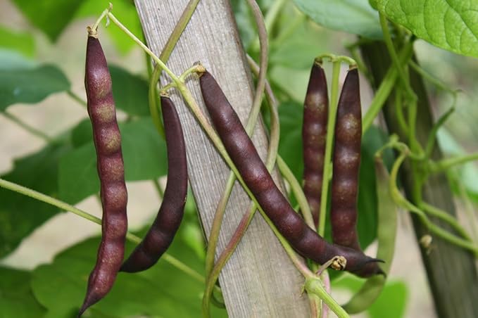 Organic Black Turtle Beans- Fiber & Protein rich, Raw, Non-GMO, Vegan Bulk-2LB