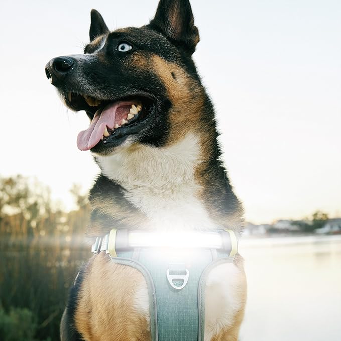 Lumi One- The Only Dog Harness That Lights Your Path at Night! Patent-Pending. Dog Safety Gear, Rechargeable Adjustable Pet Harness, Durable Pet Walking Gear (Teal Blue, Medium)