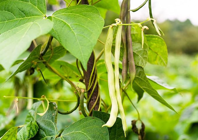 Food to Live Navy Beans, 1 Pound Raw, Dried, Vegan, Kosher, Whole Small White Kidney Beans in Bulk, Good Source of Protein, Fiber, Folate, and Copper. Low Sodium. Great for Cooking and Soups