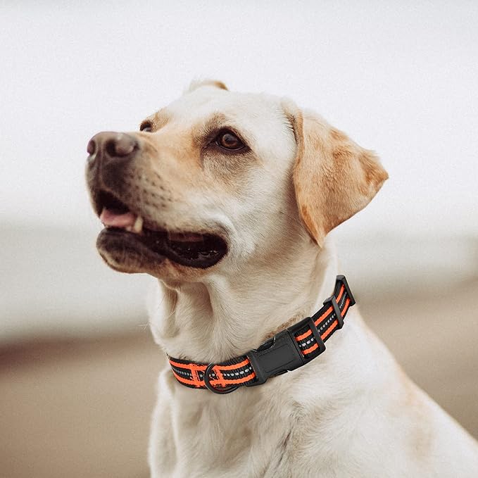 Mile High Life Reflective Dog Collar | Nylon Pet Collars wiith Buckle | Light Weight Puppy Collars | Orange Dog Collars for Medium Dogs (Orange, M)