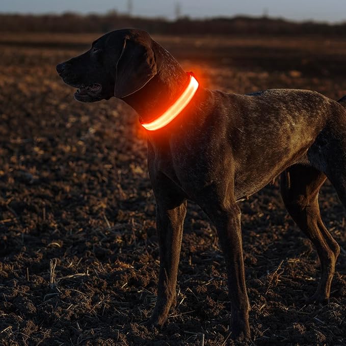 Illumifun LED Dog Collar, Adjustable Light Up Dog Collars, USB Rechargeable Water-Resistant Glowing Safety Collar Light (Orange, Small)