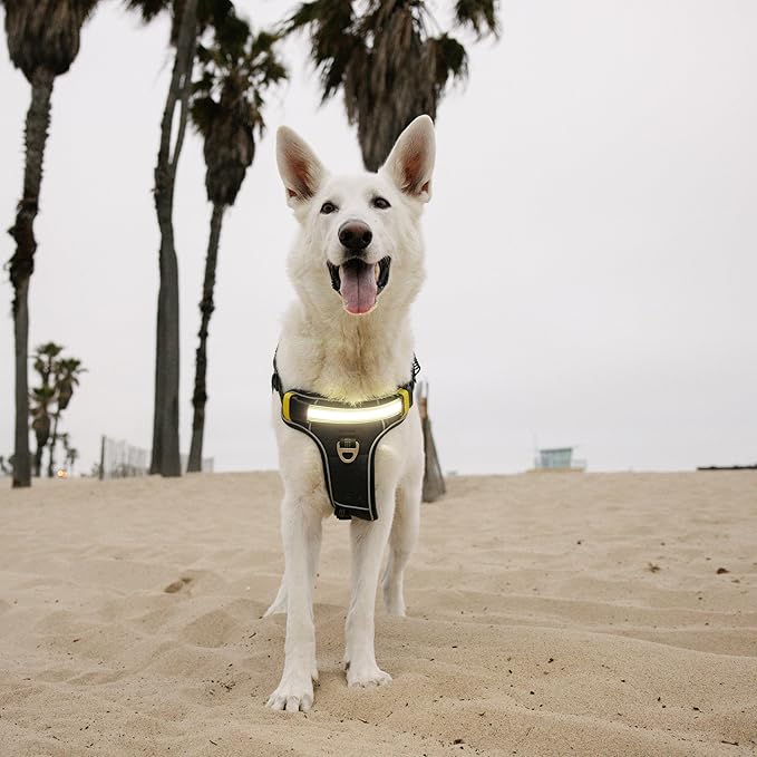 Lumi One LED Dog Harness for Night Visibility and Safety, Patent Pending – High-Visibility Light-Up Dog Vest with 1000 Lumen LED, Rechargeable Battery, Adjustable Fit, Reflective Trim (Black, Medium)