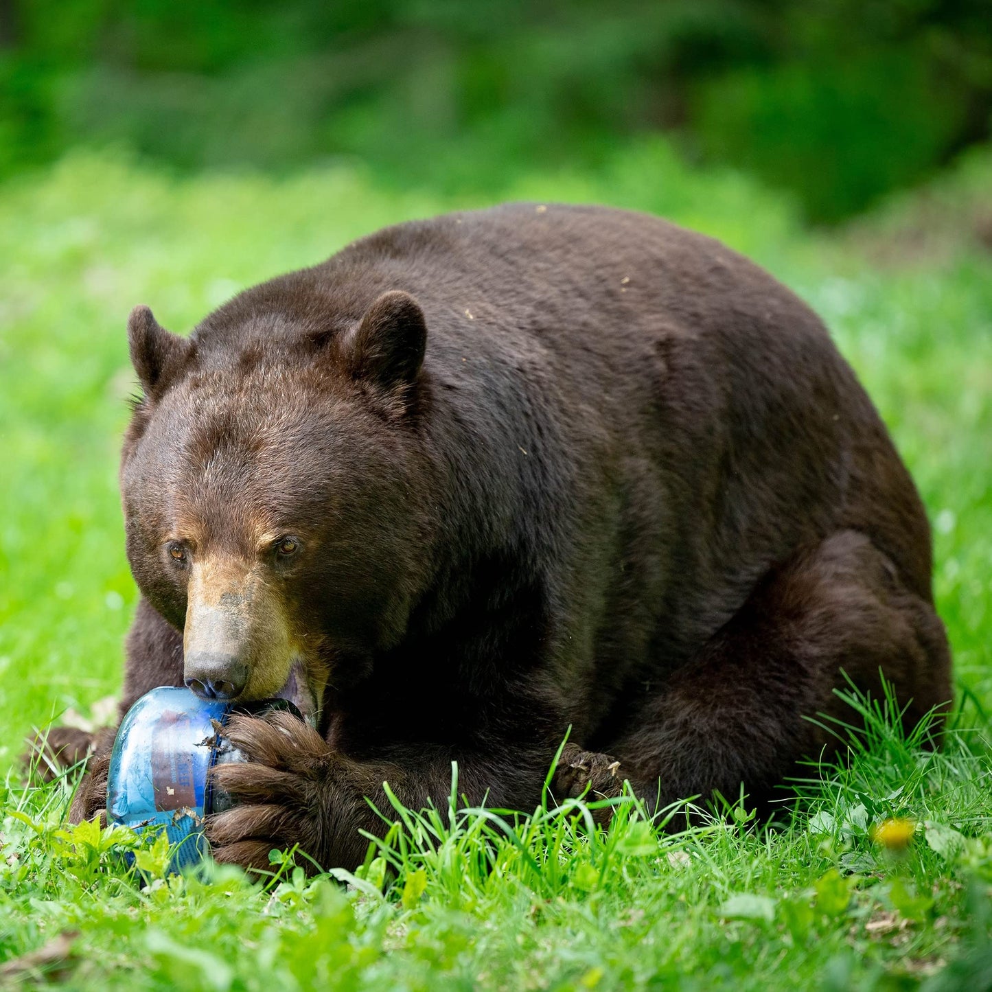 BearVault BV425 Sprint Portable Bear Can - Small