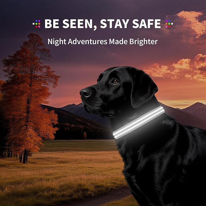 LED Dog Collar with Metal Buckle - USB Rechargeable Glow Collar for Dogs, Waterproof Light Up Dog Collar w/Reflective Strips - Adjustable Night Safety Collars by PetIsay(White,Large)