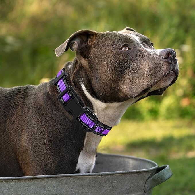 Mile High Life Dog Collar | Nylon Reflective Dog Collars | Light Weight Puppy Collars | Purple Dog Collars for Small Dogs (Purple, Small)