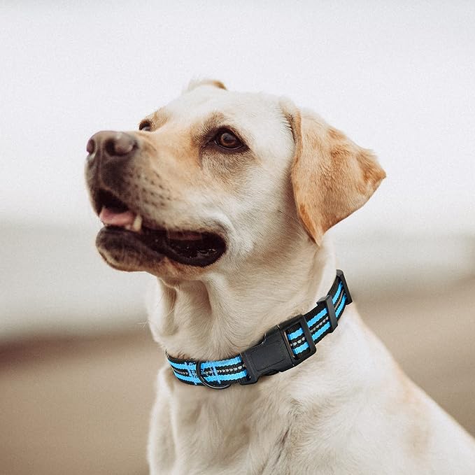 Mile High Life Reflective Dog Collar | Nylon Pet Collars wiith Buckle | Light Weight Puppy Collars | Light Blue Dog Collars for Small Dogs (Light Blue, S)