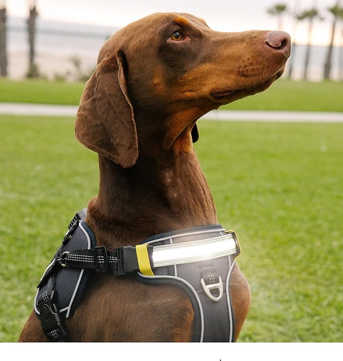 Lumi One LED Dog Harness for Night Visibility and Safety, Patent Pending – High-Visibility Light-Up Dog Vest with 1000 Lumen LED, Rechargeable Battery, Adjustable Fit, Reflective Trim (Black, Medium)