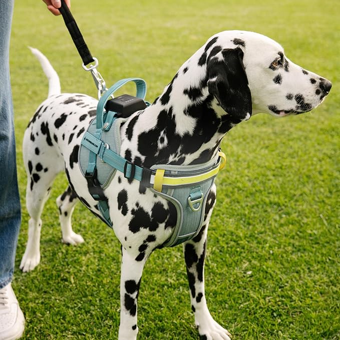 Lumi One- The Only Dog Harness That Lights Your Path at Night! Patent-Pending. Dog Safety Gear, Rechargeable Adjustable Pet Harness, Durable Pet Walking Gear (Teal Blue, Medium)