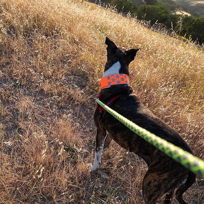 SafetyPUP XD Reflective Dog Collar ??Blaze Orange Dog Collar, Adjustable Closure for a High Visibility Customizable Collar for Goats, Dogs, Deer, and Livestock. Reflective Stars Enhance Night Safety