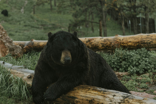 A Beginner’s Guide to Hiking Safely in Bear Country
