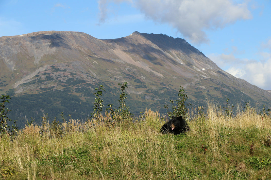 What to Do If You Encounter Wildlife on the Trail