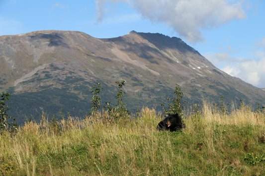 What to Do If You Encounter Wildlife on the Trail
