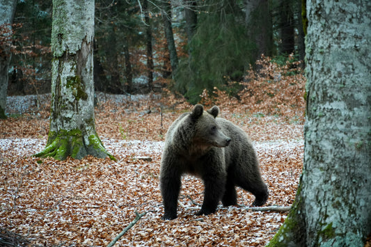 Bear Spray vs. Animal Repellent: What Outdoor Adventurers Should Know
