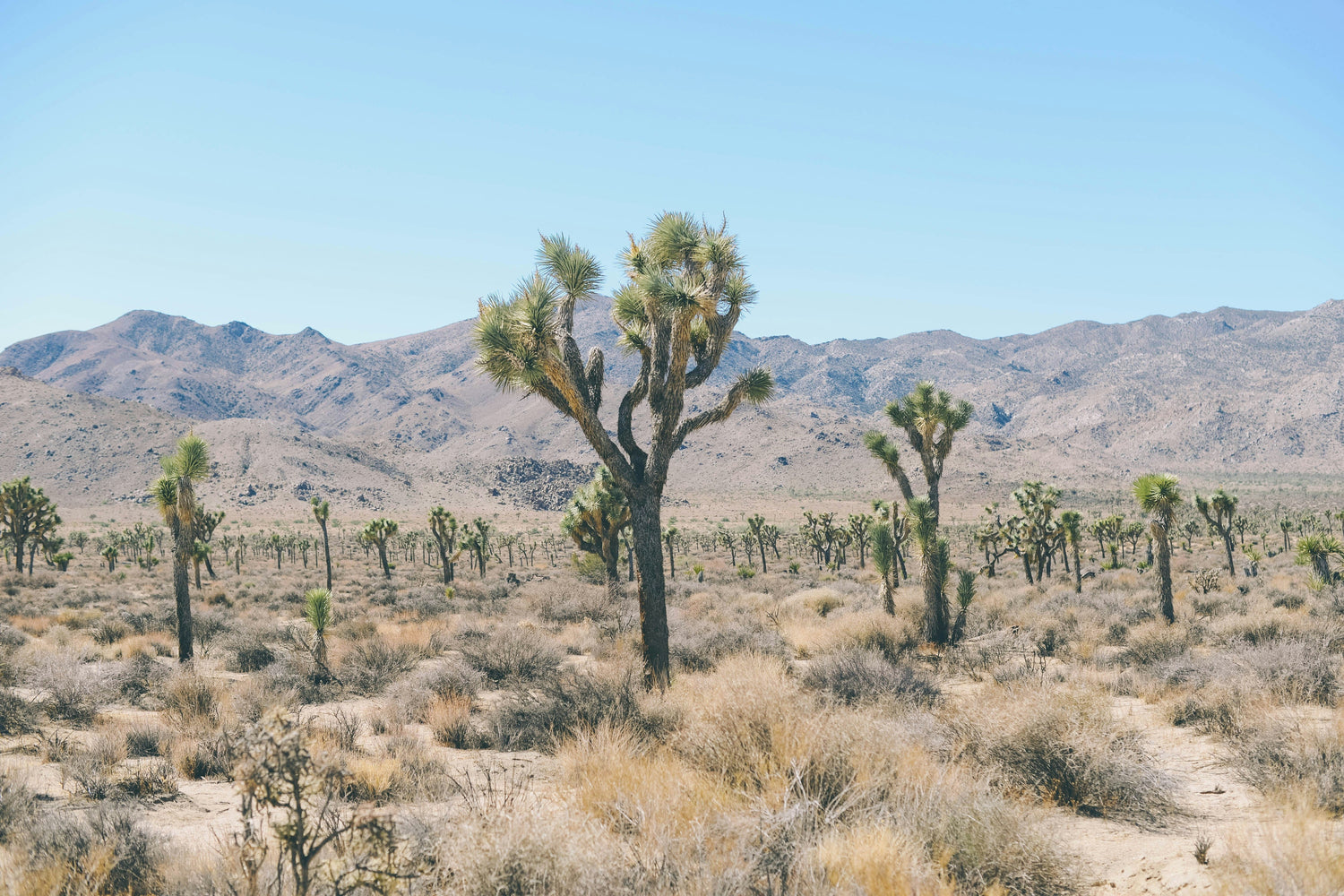 Desert Gear — Sun, Sand & Simplicity