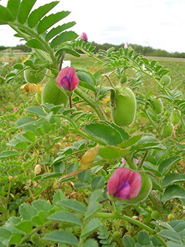 Organic Garbanzo Beans (ChickPeas)-Raw/Non-GMO/Kosher Sproutable Low Sodium Bulk Vegan Dietary Fiber (9LB)