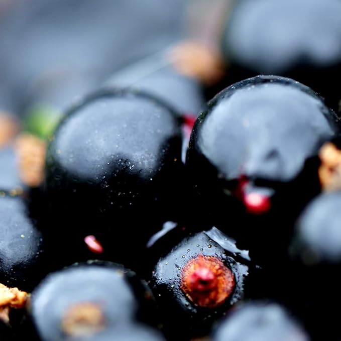 ViBERi NZ Organic Blackcurrant Powder 180g (Loose Powder) Vitamin C Antioxidants Ideal for Smoothies & Training Plans