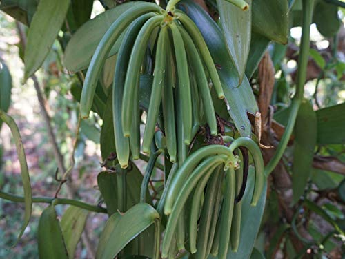 30 Organic Madagascar Vanilla Beans Grade A. Certified USDA Organic. ~6" for Chefs, Extract and Baking. Fresh Gourmet NON-GMO Whole Bourbon Pods by FITNCLEAN VANILLA