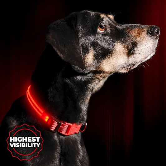 ILLUMISEEN LED Dog Collar USB Rechargeable - Bright & High Visibility Lighted Glow Collar for Pet Night Walking - Weatherproof, in 6 Colors & 6 Sizes (Red Medium)