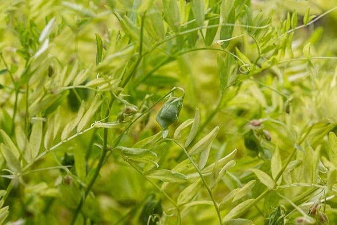 Food to Live Organic French Green Lentils, 5 Pounds ??Non-GMO, Whole Dry Beans, Raw, Sproutable, Vegan, Kosher, Bulk. Rich in Folate, Fiber, and Plant-Based Protein. Great for Soups, Chili and Curries