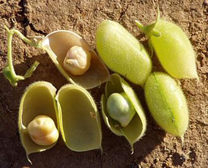 Organic Garbanzo Beans (ChickPeas)-Raw/Non-GMO/Kosher Sproutable Low Sodium Bulk Vegan Dietary Fiber (7 LB)