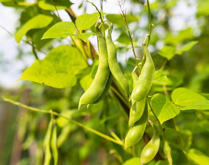 Food to Live Organic Black Beans, 2 Pounds ??Non-GMO, Whole Dried Beans, Sproutable, Vegan, Kosher, Bulk. Great Source of Plant Based Protein, Fiber. Great for Soup, Salads, Chili.