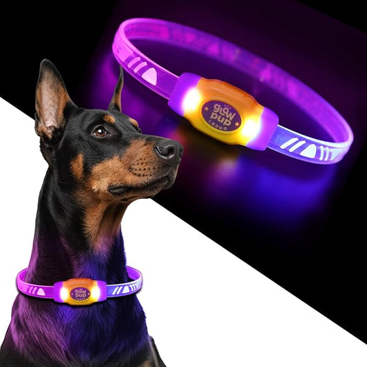 LaRoo LED Light Up Dog Collar, Multi-Color Glowing Safety Pet Collar, USB Rechargeable, Adjustable, Night Walk High Visibility Collar Safety Dog Light for Small Medium Dogs(Purple)