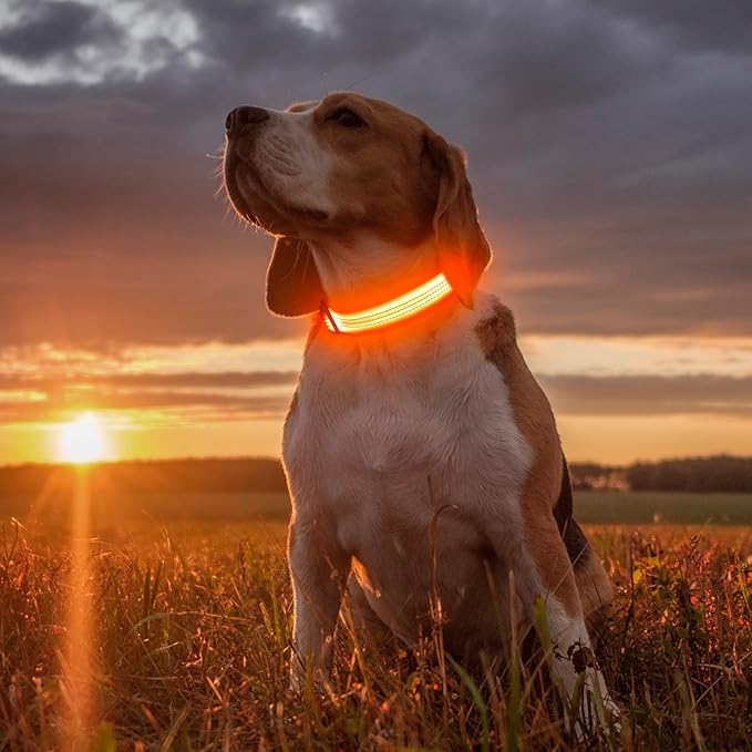 Illumifun Light Up Dog Collar USB Rechargeable LED Dog Collar, Adjustable Blinking Dog Light for Large Dogs (Orange?? Large)