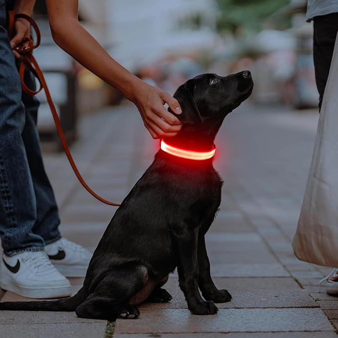 Illumifun Light Up Dog Collar - USB Rechargeable LED Dog Collar Glow in The Dark, Adjustable Pet Collar Light for Night Walking (Red, Medium)