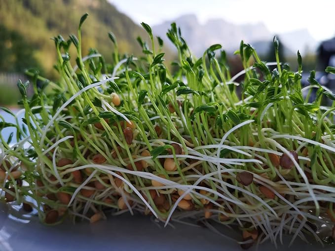 Organic Green Lentils Whole Raw, High Fiber Non-GMO-Bulk (2LB)