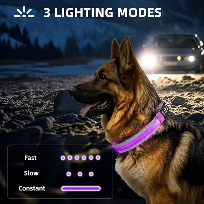 PetIsay LED Dog Collar Metal Buckle - Heavy Duty Light up Collars - Rechargeable IP68 Waterproof - Lighted Dog Collar for Night Walking, Hiking, Camping (Large, Purple)