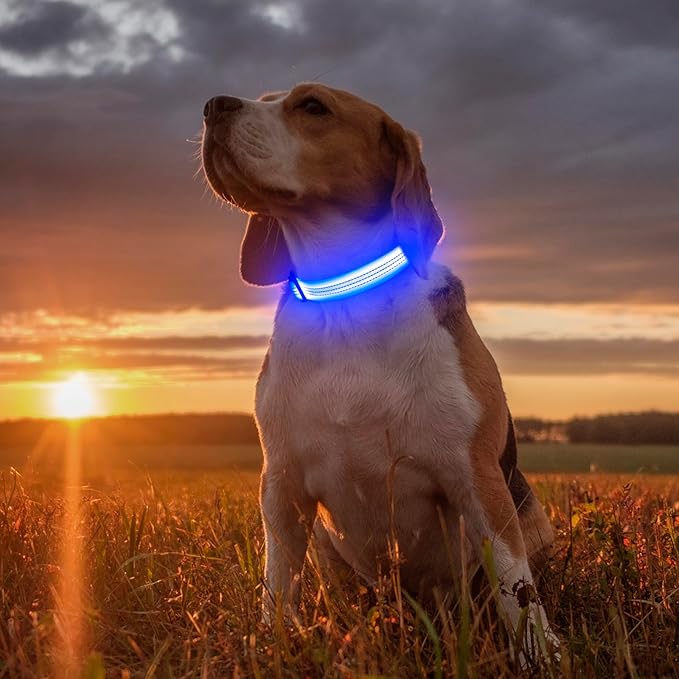 Illumifun LED Dog Collar - USB Rechargeable Dog Light Up Collar, Reflective Pet Collar Light Glow in The Dark (Blue?? Medium)