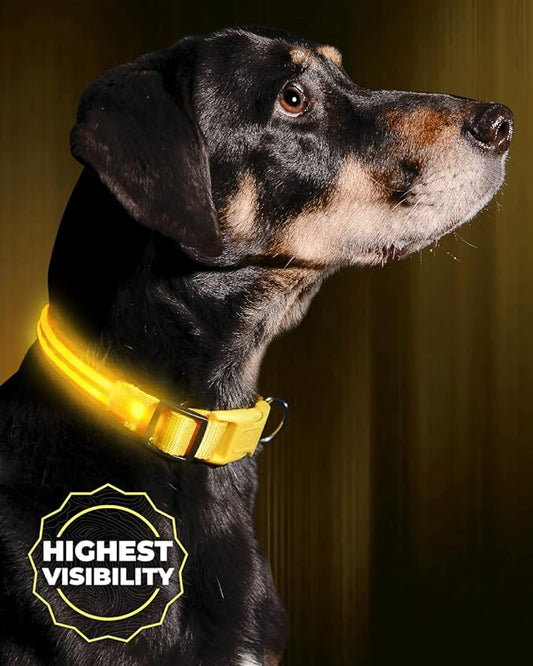 ILLUMISEEN LED Dog Collar USB Rechargeable - Bright & High Visibility Lighted Glow Collar for Pet Night Walking - Weatherproof, in 6 Colors & 6 Sizes (Yellow XX-Small)