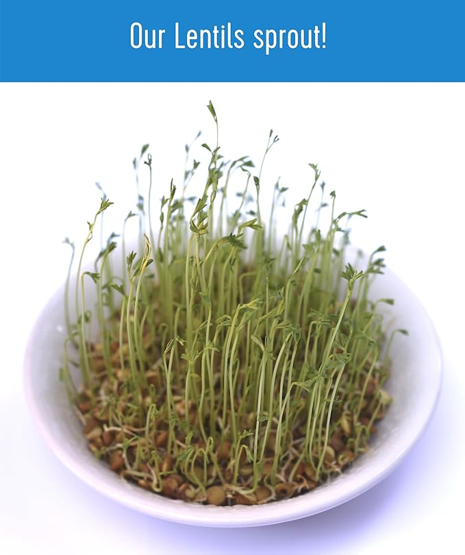 Certified Glyphosate Residue Free Brown Lentils | 25 LBS | Bulk | Desiccant Free | Sproutable | Non-GMO Project Verified | Kosher