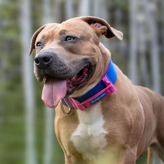Spark Paws Tactical Dog Collar - Heavy Duty, Premium Quality, Thick and Durable for Large and Medium Dogs - Snow Cone - XS - 1"