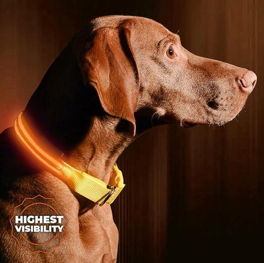 ILLUMISEEN LED Dog Collar USB Rechargeable - Bright & High Visibility Lighted Glow Collar for Pet Night Walking - Weatherproof, in 6 Colors & 6 Sizes (Orange Medium)