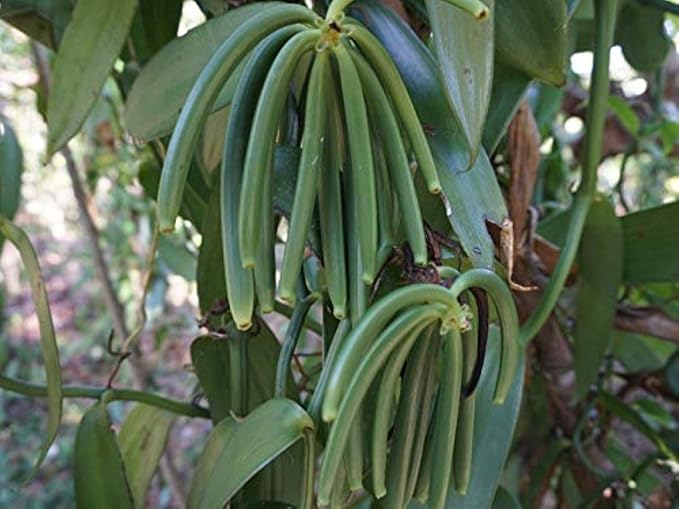 20 Madagascar Organic Vanilla Beans Grade A. Certified USDA Organic. ~6" by FITNCLEAN VANILLA for Baking, Extract and Cooking. Fresh Gourmet NON-GMO Bourbon Whole Pods